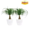 Vigoro 6 in. Ponytail Palm Indoor Plant in Small White Ribbed Plastic Decor Planter (2-Pack)