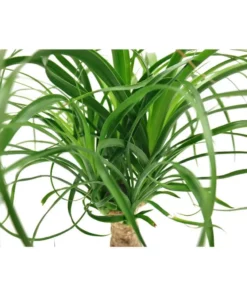 Vigoro 6 in. Ponytail Palm Indoor Plant in Small White Ribbed Plastic Decor Planter (2-Pack) 10 Vigoro 6 in. Ponytail Palm Indoor Plant in Small White Ribbed Plastic Decor Planter (2-Pack) -Vigoro sales Store vigoro indoor plants co pony 3 vi wh 77 1000