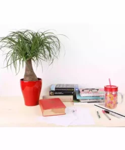 Vigoro 6 in. Ponytail Palm Indoor Plant in Small White Ribbed Plastic Decor Planter (2-Pack) 11 Vigoro 6 in. Ponytail Palm Indoor Plant in Small White Ribbed Plastic Decor Planter (2-Pack) -Vigoro sales Store vigoro indoor plants co pony 3 vi wh c3 1000