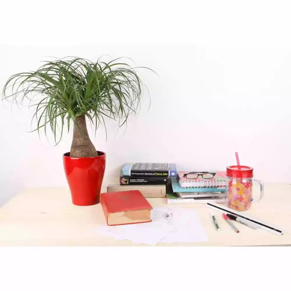 Vigoro 6 in. Ponytail Palm Indoor Plant in Small White Ribbed Plastic Decor Planter (2-Pack) 7 Vigoro 6 in. Ponytail Palm Indoor Plant in Small White Ribbed Plastic Decor Planter (2-Pack) - Image 5