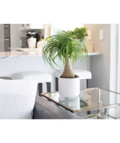 Vigoro 6 in. Ponytail Palm Indoor Plant in Small White Ribbed Plastic Decor Planter (2-Pack) 8 Vigoro 6 in. Ponytail Palm Indoor Plant in Small White Ribbed Plastic Decor Planter (2-Pack) -Vigoro sales Store vigoro indoor plants co pony 3 vi wh e1 1000