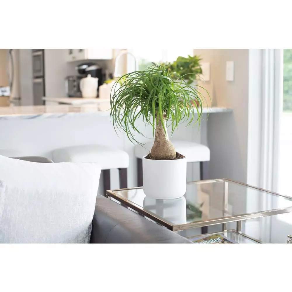 Vigoro 6 in. Ponytail Palm Indoor Plant in Small White Ribbed Plastic Decor Planter (2-Pack) 4 Vigoro 6 in. Ponytail Palm Indoor Plant in Small White Ribbed Plastic Decor Planter (2-Pack) - Image 2