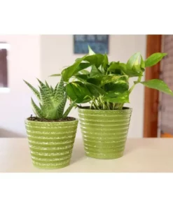 Vigoro 6 in. Golden Pothos Indoor Plant in Small White Ribbed Plastic Decor Planter (2-Pack) 20 Vigoro 6 in. Golden Pothos Indoor Plant in Small White Ribbed Plastic Decor Planter (2-Pack) -Vigoro sales Store vigoro indoor plants co poth 3 vi wh 44 1000