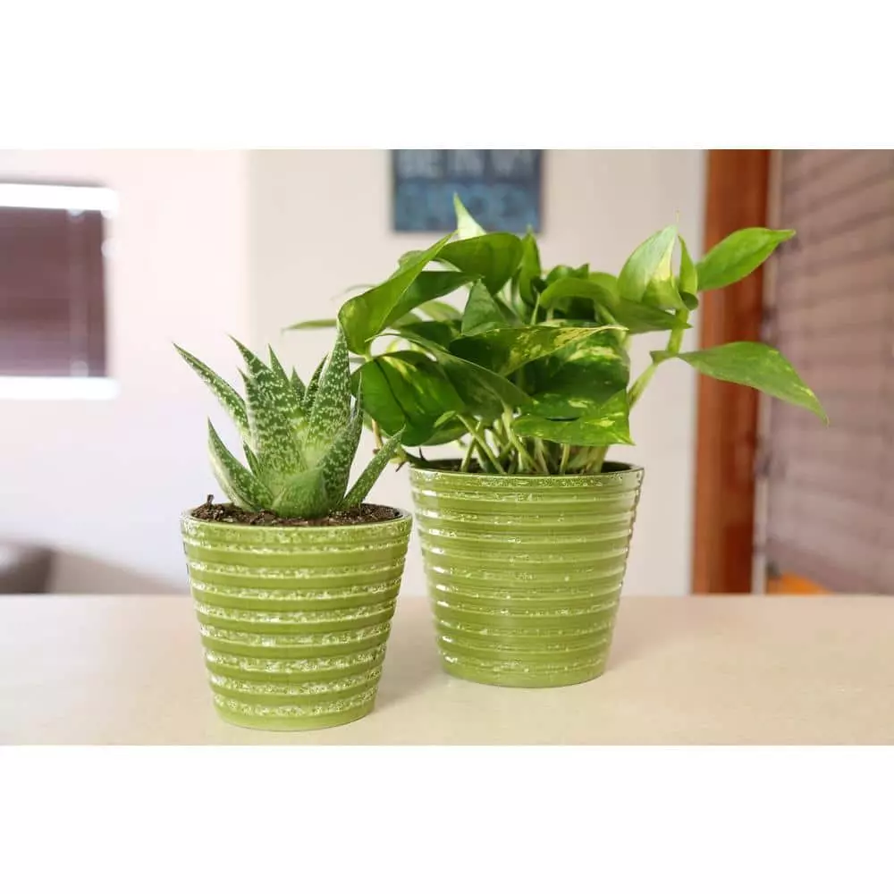 Vigoro 6 in. Golden Pothos Indoor Plant in Small White Ribbed Plastic Decor Planter (2-Pack) 11 Vigoro 6 in. Golden Pothos Indoor Plant in Small White Ribbed Plastic Decor Planter (2-Pack) - Image 9