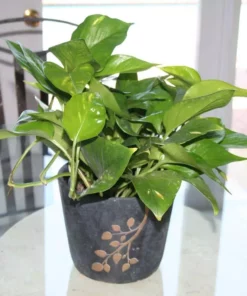 Vigoro 6 in. Golden Pothos Indoor Plant in Small White Ribbed Plastic Decor Planter (2-Pack) 18 Vigoro 6 in. Golden Pothos Indoor Plant in Small White Ribbed Plastic Decor Planter (2-Pack) -Vigoro sales Store vigoro indoor plants co poth 3 vi wh 4f 1000