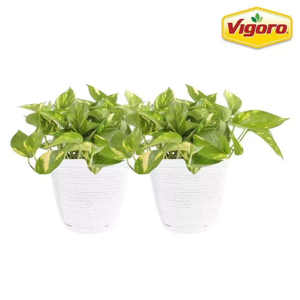Vigoro 6 in. Golden Pothos Indoor Plant in Small White Ribbed Plastic Decor Planter (2-Pack) 3 Vigoro 6 in. Golden Pothos Indoor Plant in Small White Ribbed Plastic Decor Planter (2-Pack)