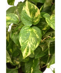 Vigoro 6 in. Golden Pothos Indoor Plant in Small White Ribbed Plastic Decor Planter (2-Pack) 16 Vigoro 6 in. Golden Pothos Indoor Plant in Small White Ribbed Plastic Decor Planter (2-Pack) -Vigoro sales Store vigoro indoor plants co poth 3 vi wh 77 1000