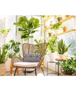 Vigoro 6 in. Golden Pothos Indoor Plant in Small White Ribbed Plastic Decor Planter (2-Pack) 15 Vigoro 6 in. Golden Pothos Indoor Plant in Small White Ribbed Plastic Decor Planter (2-Pack) -Vigoro sales Store vigoro indoor plants co poth 3 vi wh a0 1000