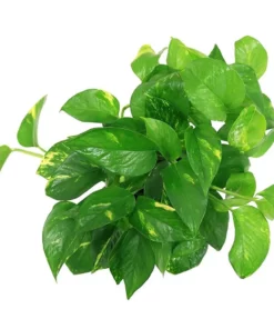 Vigoro 6 in. Golden Pothos Indoor Plant in Small White Ribbed Plastic Decor Planter (2-Pack) 17 Vigoro 6 in. Golden Pothos Indoor Plant in Small White Ribbed Plastic Decor Planter (2-Pack) -Vigoro sales Store vigoro indoor plants co poth 3 vi wh c3 1000