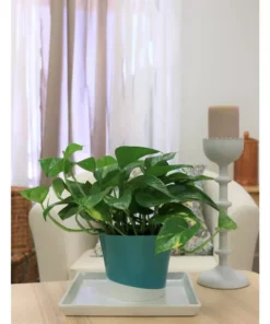 Vigoro 6 in. Golden Pothos Indoor Plant in Small White Ribbed Plastic Decor Planter (2-Pack) 21 Vigoro 6 in. Golden Pothos Indoor Plant in Small White Ribbed Plastic Decor Planter (2-Pack) -Vigoro sales Store vigoro indoor plants co poth 3 vi wh fa 1000