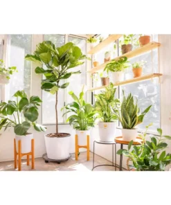 Vigoro 6 in. Grower's Choice Snake Plant (Sansevieria) in Small White Ribbed Plastic Decor Planter (2-Pack) -Vigoro sales Store vigoro indoor plants co sl07 3 vi wh 1f 1000