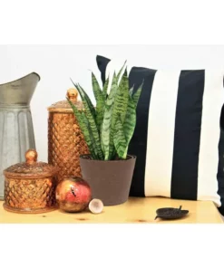 Vigoro 6 in. Grower's Choice Snake Plant (Sansevieria) in Small White Ribbed Plastic Decor Planter (2-Pack) -Vigoro sales Store vigoro indoor plants co sl07 3 vi wh 4f 1000