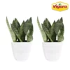 Vigoro 6 in. Grower's Choice Snake Plant (Sansevieria) in Small White Ribbed Plastic Decor Planter (2-Pack) 2 Vigoro 6 in. Grower's Choice Snake Plant (Sansevieria) in Small White Ribbed Plastic Decor Planter (2-Pack) -Vigoro sales Store vigoro indoor plants co sl07 3 vi wh 64 1000
