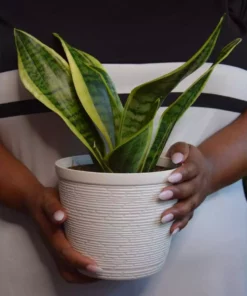Vigoro 6 in. Grower's Choice Snake Plant (Sansevieria) in Small White Ribbed Plastic Decor Planter (2-Pack) -Vigoro sales Store vigoro indoor plants co sl07 3 vi wh a0 1000