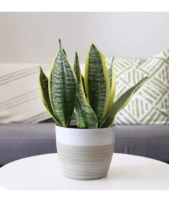 Vigoro 6 in. Grower's Choice Snake Plant (Sansevieria) in Small White Ribbed Plastic Decor Planter (2-Pack) -Vigoro sales Store vigoro indoor plants co sl07 3 vi wh c3 1000