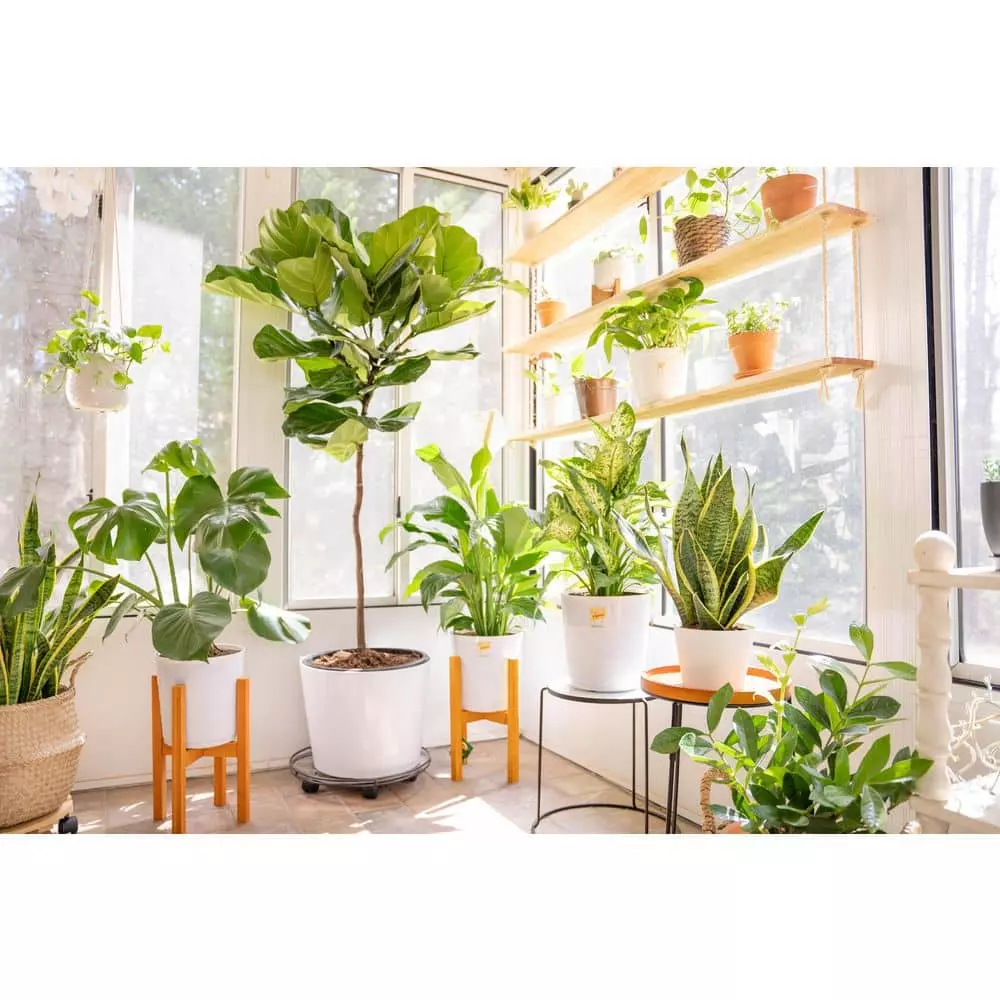 Vigoro 6 in. Peace Lily Indoor Plant in Small White Ribbed Plastic Decor Planter (2-Pack) 9 Vigoro 6 in. Peace Lily Indoor Plant in Small White Ribbed Plastic Decor Planter (2-Pack) - Image 7