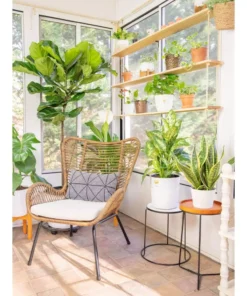 Vigoro 6 in. Peace Lily Indoor Plant in Small White Ribbed Plastic Decor Planter (2-Pack) 18 Vigoro 6 in. Peace Lily Indoor Plant in Small White Ribbed Plastic Decor Planter (2-Pack) -Vigoro sales Store vigoro indoor plants co sy06 3 vi wh 44 1000