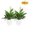 Vigoro 6 in. Peace Lily Indoor Plant in Small White Ribbed Plastic Decor Planter (2-Pack)