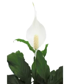 Vigoro 6 in. Peace Lily Indoor Plant in Small White Ribbed Plastic Decor Planter (2-Pack) 14 Vigoro 6 in. Peace Lily Indoor Plant in Small White Ribbed Plastic Decor Planter (2-Pack) -Vigoro sales Store vigoro indoor plants co sy06 3 vi wh 77 1000