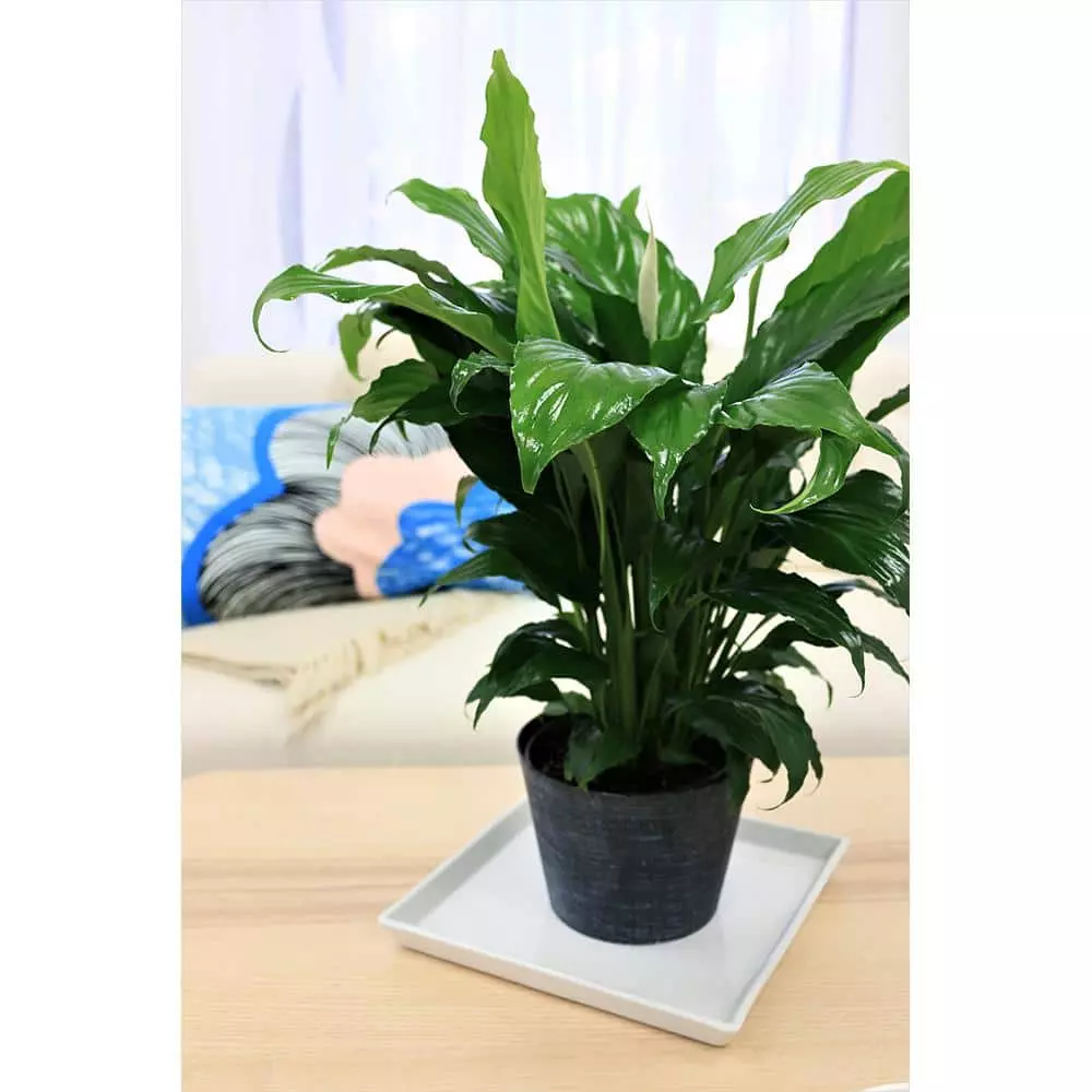 Vigoro 6 in. Peace Lily Indoor Plant in Small White Ribbed Plastic Decor Planter (2-Pack) 4 Vigoro 6 in. Peace Lily Indoor Plant in Small White Ribbed Plastic Decor Planter (2-Pack) - Image 2