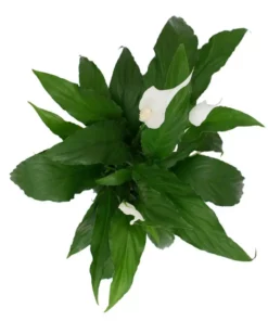 Vigoro 6 in. Peace Lily Indoor Plant in Small White Ribbed Plastic Decor Planter (2-Pack) 19 Vigoro 6 in. Peace Lily Indoor Plant in Small White Ribbed Plastic Decor Planter (2-Pack) -Vigoro sales Store vigoro indoor plants co sy06 3 vi wh fa 1000