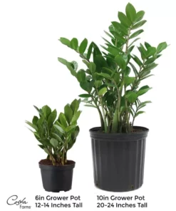 Vigoro 6 in. ZZ Indoor Plant in Small White Ribbed Plastic Decor Planter (2-Pack) -Vigoro sales Store vigoro indoor plants co zz vi wh 1f 1000