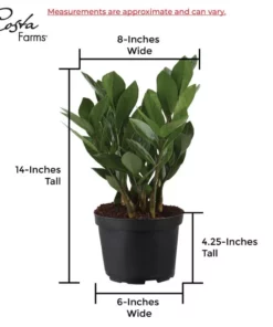 Vigoro 6 in. ZZ Indoor Plant in Small White Ribbed Plastic Decor Planter (2-Pack) -Vigoro sales Store vigoro indoor plants co zz vi wh 44 1000