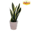 Vigoro 6 in. Sansevieria Snake Plant in Black Decor Pot 2 Vigoro 6 in. Sansevieria Snake Plant in Black Decor Pot -Vigoro sales Store vigoro indoor plants sans6vigoro 64 1000