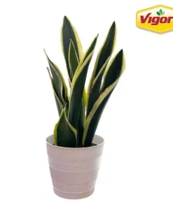 Vigoro 6 in. Sansevieria Snake Plant in Black Decor Pot