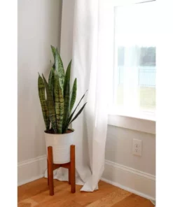Vigoro 6 in. Sansevieria Snake Plant in Black Decor Pot 9 Vigoro 6 in. Sansevieria Snake Plant in Black Decor Pot -Vigoro sales Store vigoro indoor plants sans6vigoro c3 1000