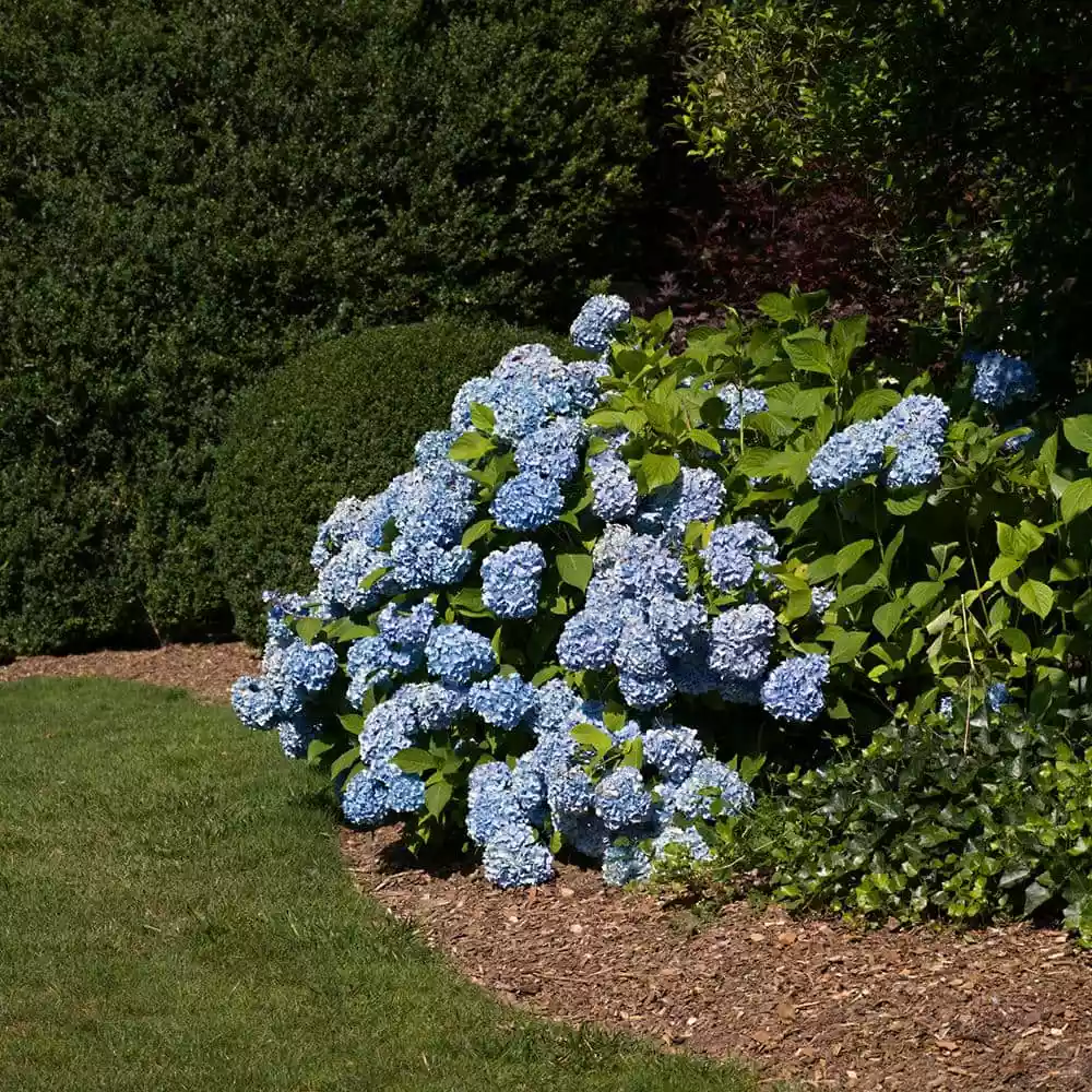 Vigoro 4 ft. x 50 ft. Matrix Grid Heavy-Duty Landscape Fabric (4-Pack) 8 Vigoro 4 ft. x 50 ft. Matrix Grid Heavy-Duty Landscape Fabric (4-Pack) - Image 6