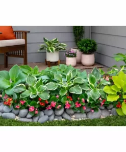 Vigoro 2.5 Qt. Green Variegated Minuteman Hosta Perennial Plant (3-Pack) -Vigoro sales Store vigoro perennials 4019 1f 1000