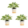 Vigoro 2.5 Qt. Green Variegated Minuteman Hosta Perennial Plant (3-Pack)
