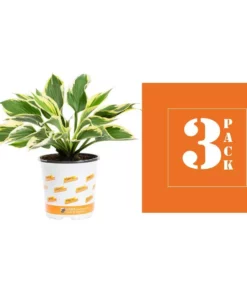 Vigoro 2.5 Qt. Green Variegated Minuteman Hosta Perennial Plant (3-Pack) -Vigoro sales Store vigoro perennials 4019 c3 1000