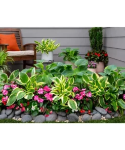 Vigoro 2.5 Qt. Green Variegated Patriot Hosta Perennial Plant (3-Pack) -Vigoro sales Store vigoro perennials 4035 31 1000