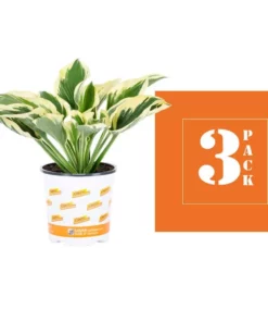 Vigoro 2.5 Qt. Green Variegated Patriot Hosta Perennial Plant (3-Pack) -Vigoro sales Store vigoro perennials 4035 4f 1000