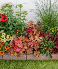 Vigoro 2.5 Qt. Indian Summer Cranberry Heuchera Coral Bells Perennial Plant (3-Pack) -Vigoro sales Store vigoro perennials 4267 1f 1000