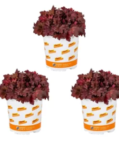 Vigoro 2.5 Qt. Indian Summer Cranberry Heuchera Coral Bells Perennial Plant (3-Pack)