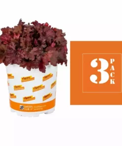 Vigoro 2.5 Qt. Indian Summer Cranberry Heuchera Coral Bells Perennial Plant (3-Pack) -Vigoro sales Store vigoro perennials 4267 c3 1000