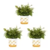 Vigoro 2.5 Qt. Fern Hardy Autumn Perennial Plant (3-Pack)