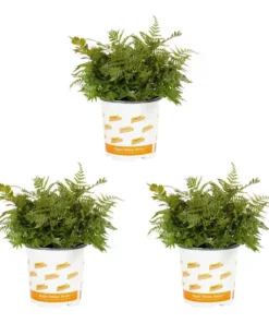 Vigoro 2.5 Qt. Fern Hardy Autumn Perennial Plant (3-Pack)