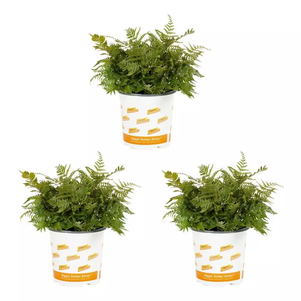 Vigoro 2.5 Qt. Fern Hardy Autumn Perennial Plant (3-Pack) 3 Vigoro 2.5 Qt. Fern Hardy Autumn Perennial Plant (3-Pack)
