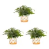 Vigoro 2.5 Qt. Fern Hardy Japanese Painted Perennial Plant (3-Pack) 1 Vigoro 2.5 Qt. Fern Hardy Japanese Painted Perennial Plant (3-Pack) -Vigoro sales Store vigoro perennials 4543 64 1000