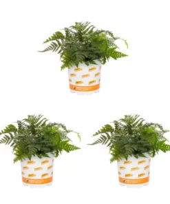 Vigoro 2.5 Qt. Fern Hardy Japanese Painted Perennial Plant (3-Pack)