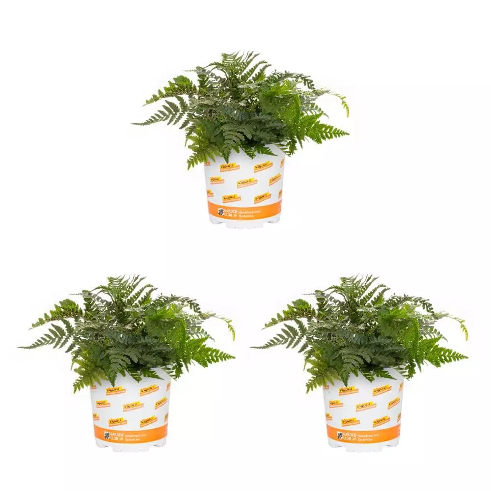 Vigoro 2.5 Qt. Fern Hardy Japanese Painted Perennial Plant (3-Pack) 3 Vigoro 2.5 Qt. Fern Hardy Japanese Painted Perennial Plant (3-Pack)