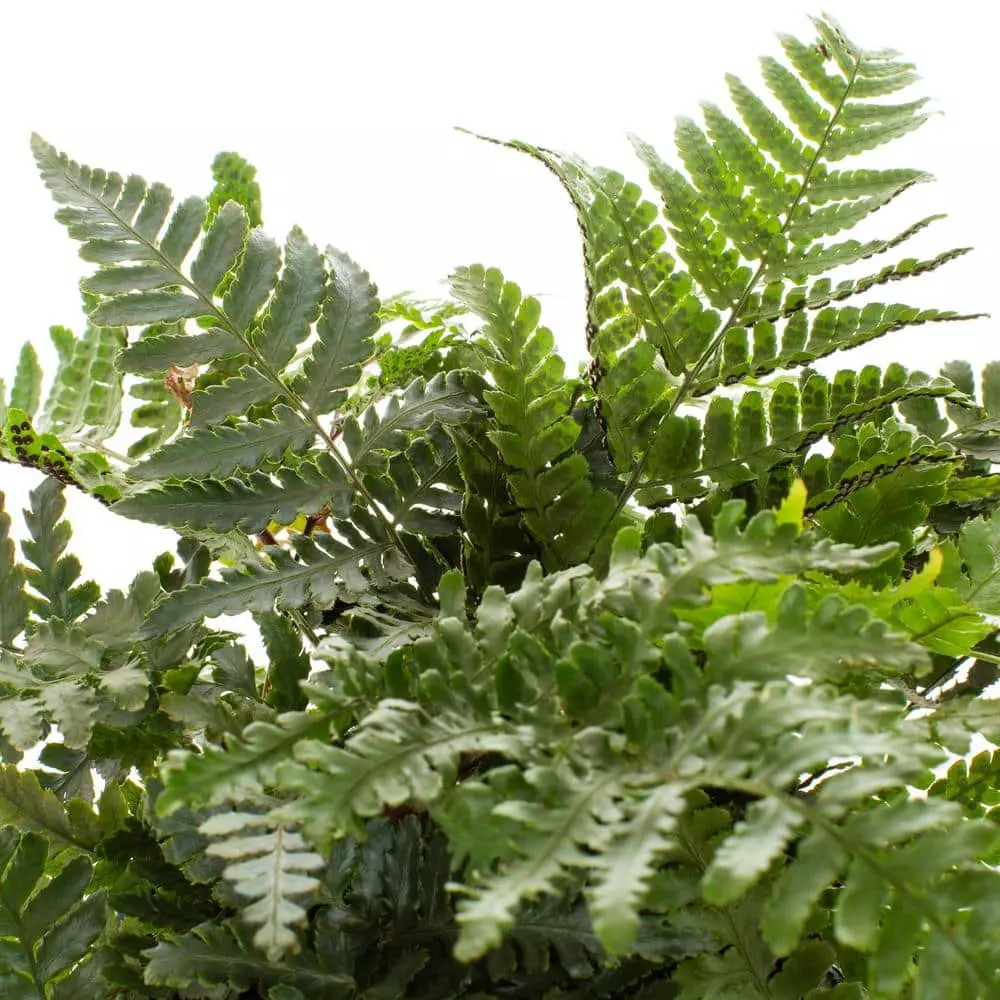 Vigoro 2.5 Qt. Fern Hardy Japanese Painted Perennial Plant (3-Pack) 4 Vigoro 2.5 Qt. Fern Hardy Japanese Painted Perennial Plant (3-Pack) - Image 2