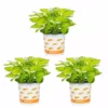 Vigoro 2.5 Qt. Hosta Rainforest Sunrise Perennial Plant (3-Pack) -Vigoro sales Store vigoro perennials 4550 64 1000