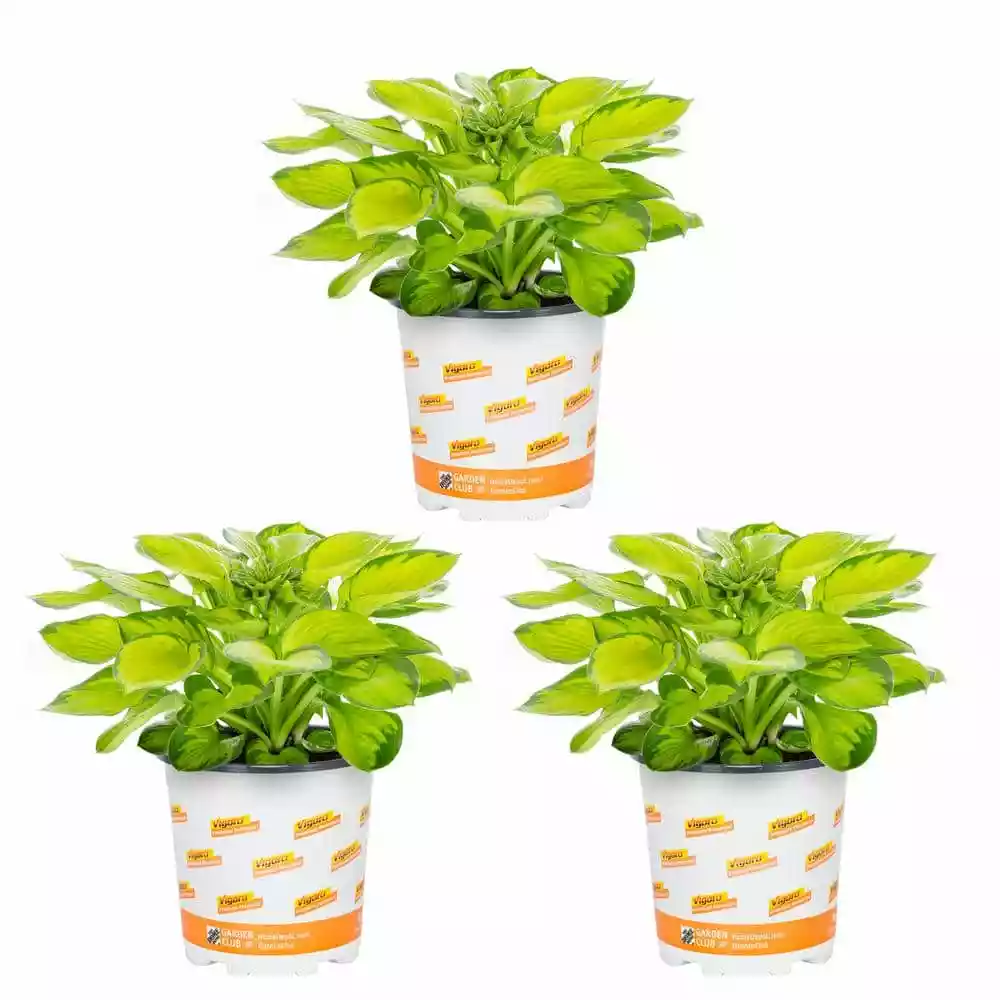 Vigoro 2.5 Qt. Hosta Rainforest Sunrise Perennial Plant (3-Pack) 3 Vigoro 2.5 Qt. Hosta Rainforest Sunrise Perennial Plant (3-Pack)