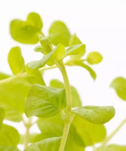 1 Pt. Vigoro Accent Lysimachia Creeping Jenny Green Perennial Plant (6-Pack) -Vigoro sales Store vigoro perennials 5122 4f 1000