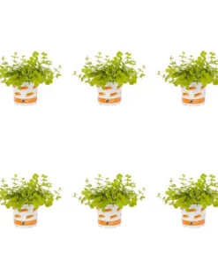 1 Pt. Vigoro Accent Lysimachia Creeping Jenny Green Perennial Plant (6-Pack)